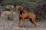 VIZSLA poil court 185